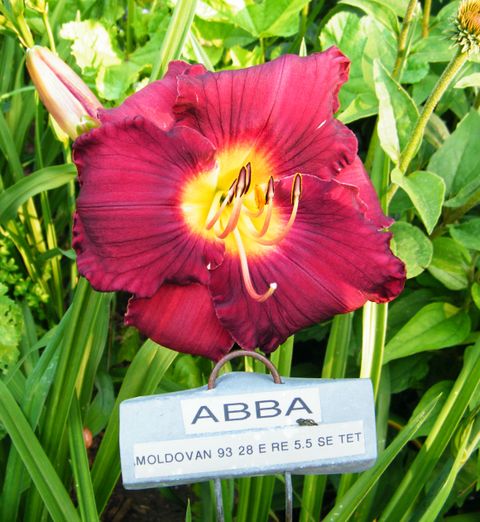 ABBA