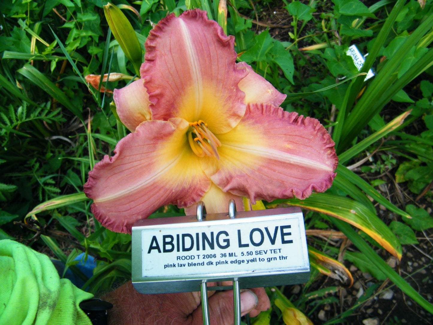 ABIDING LOVE