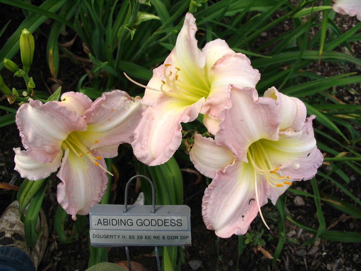 ABIDING GODDESS