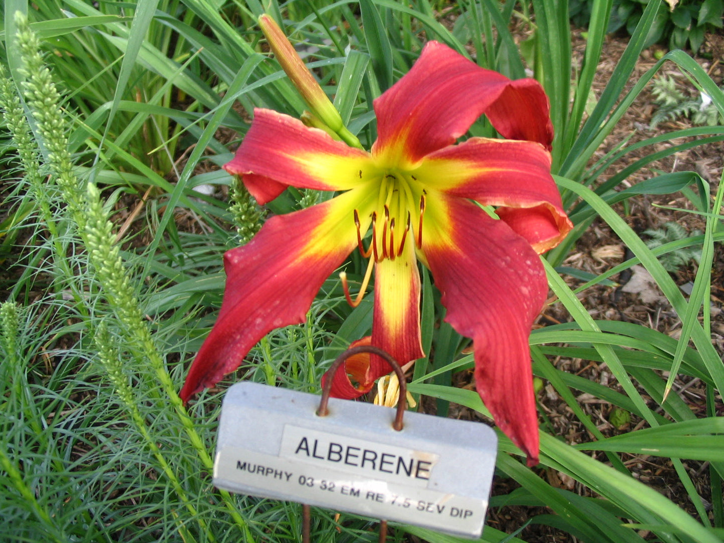 ALBERENE