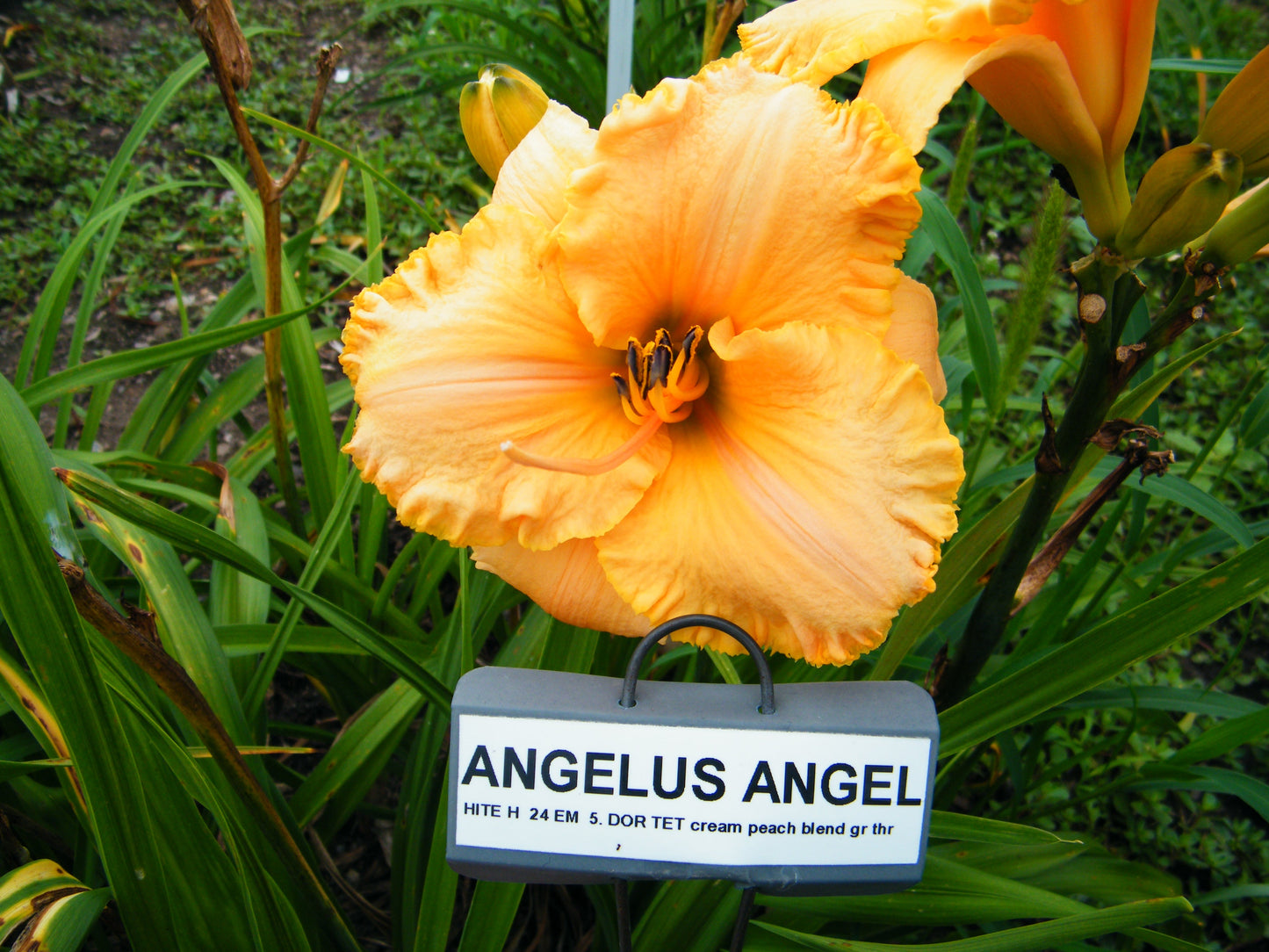 ANGELUS ANGEL