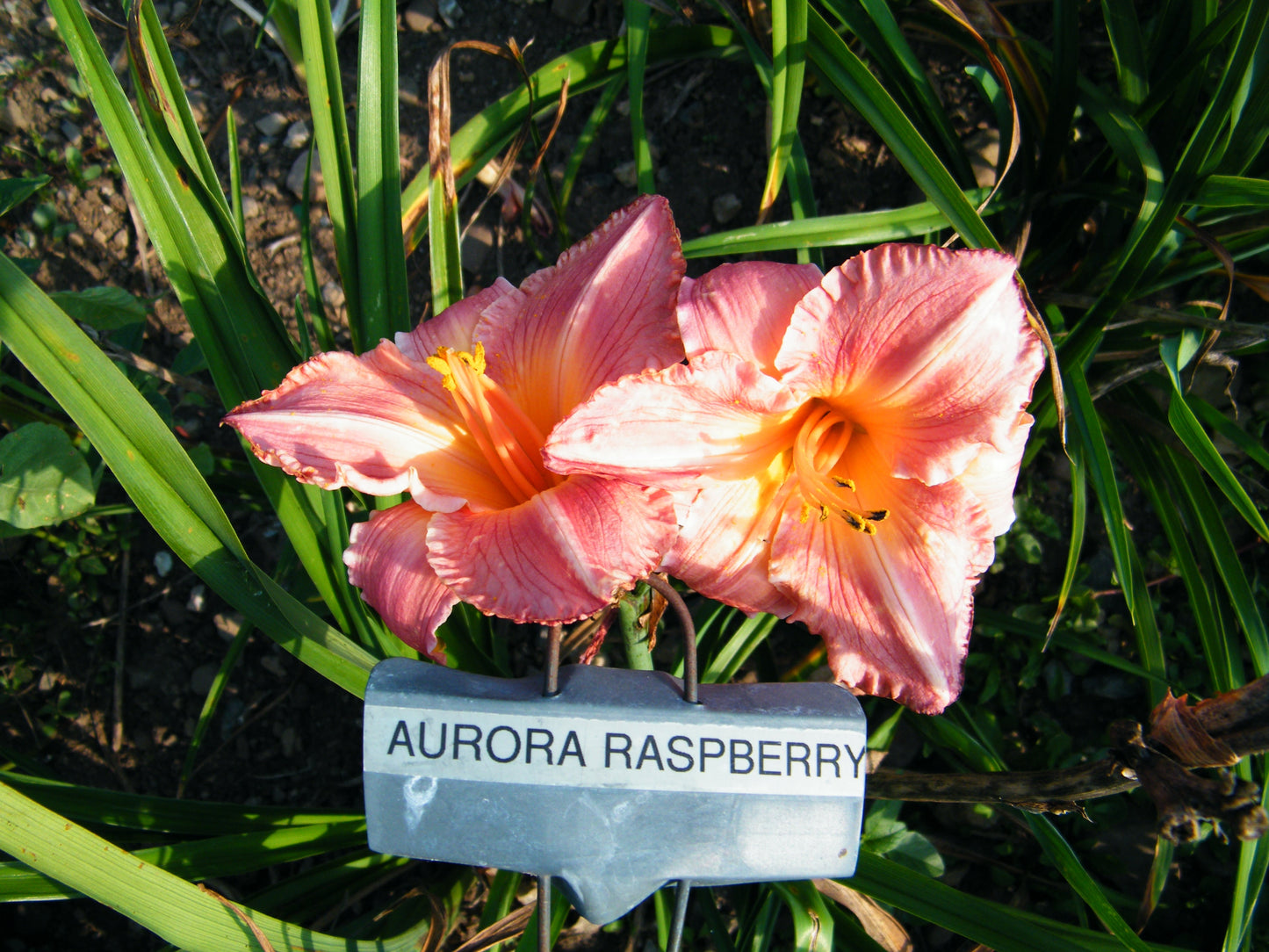 AURORA RASPBERRY