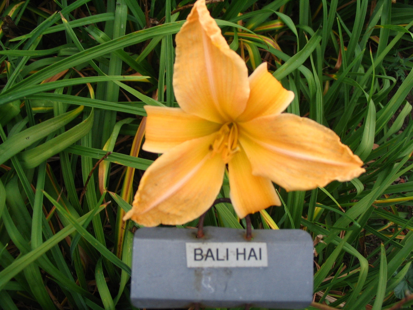 BALI HAI