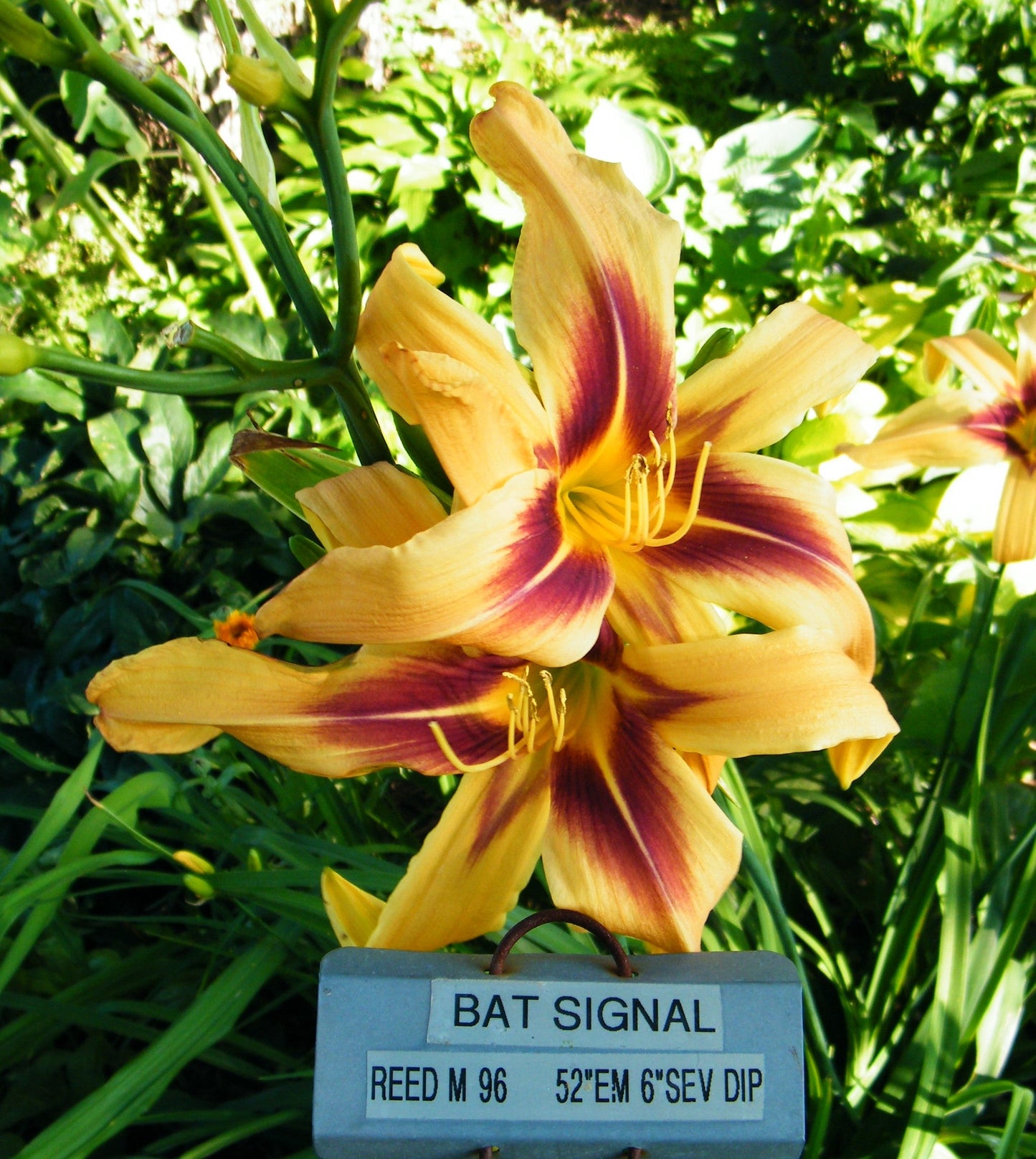 BAT SIGNAL