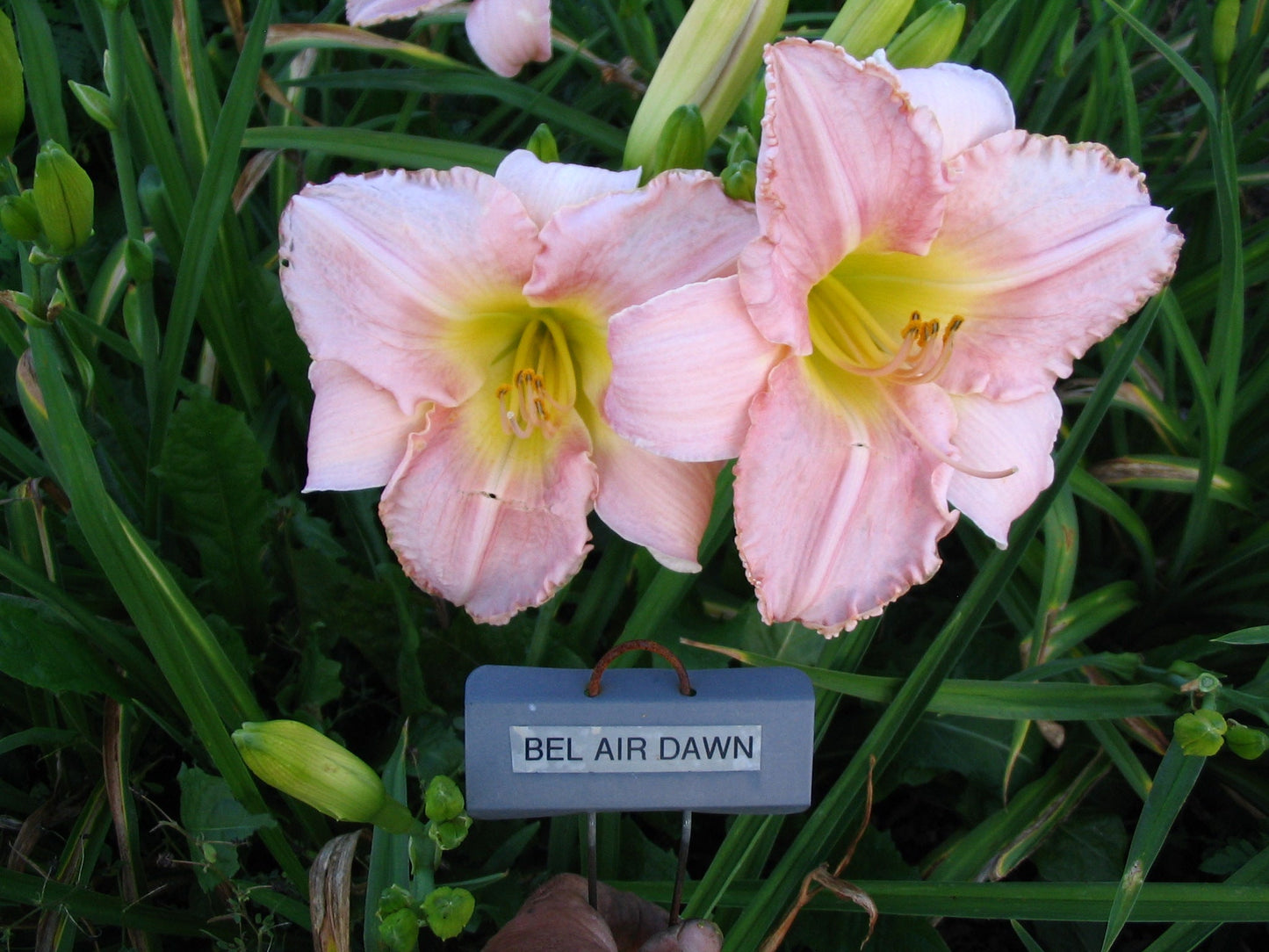 BEL AIR DAWN