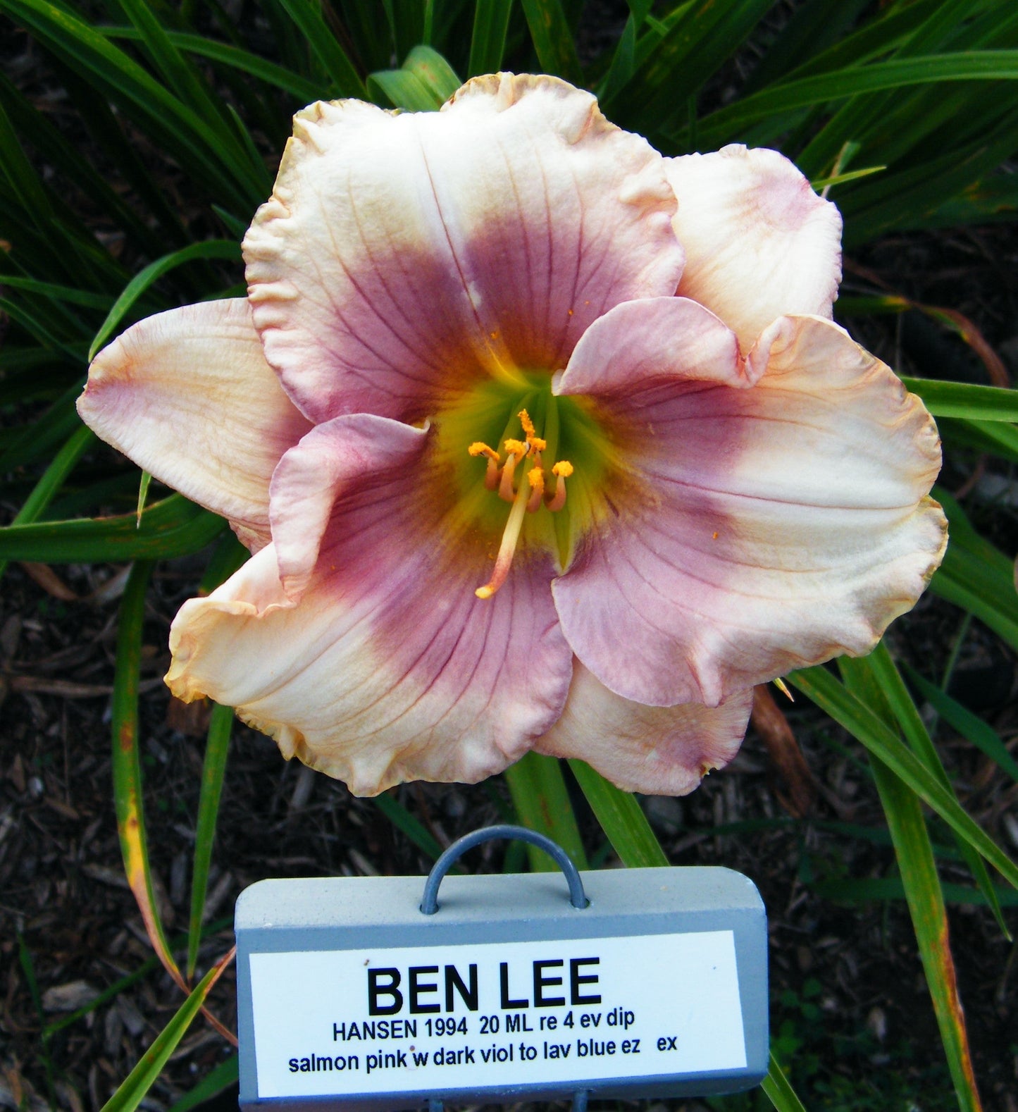 BEN LEE