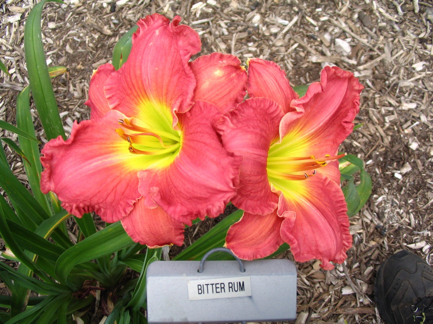 BITTER RUM