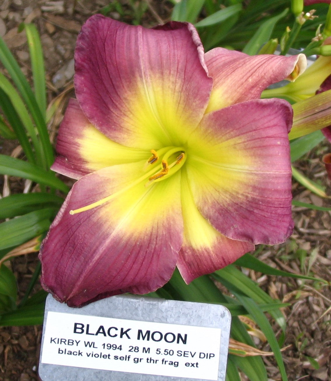 BLACK MOON