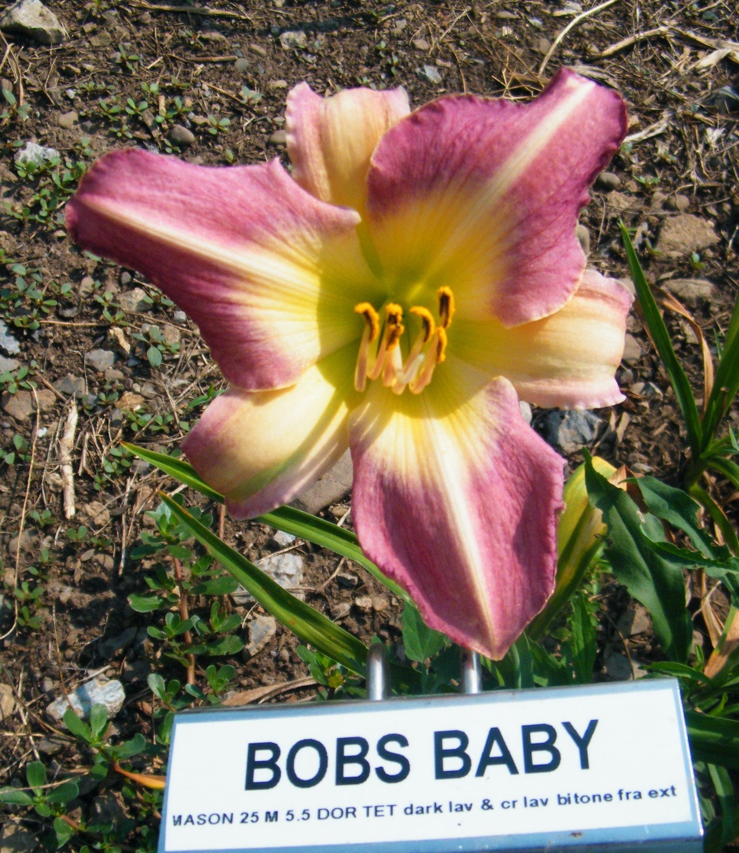 BOB'S BABY