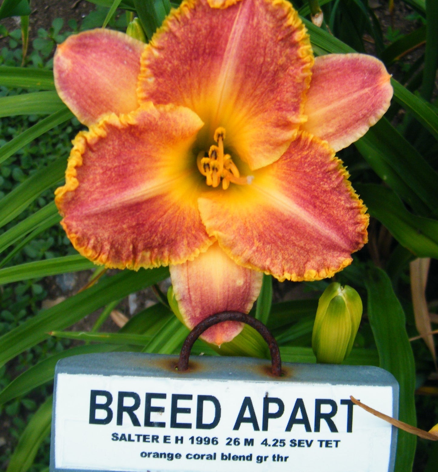 BREED APART