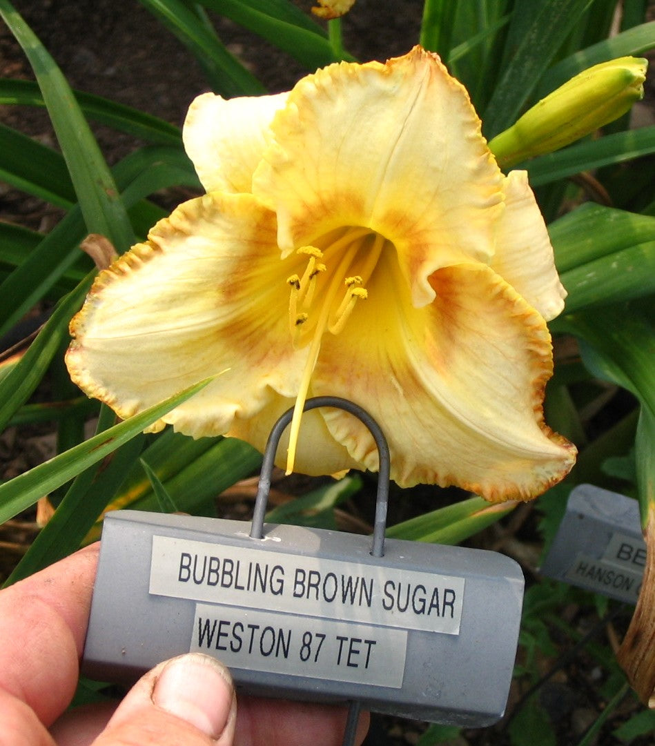 BUBBLING BROWN SUGAR