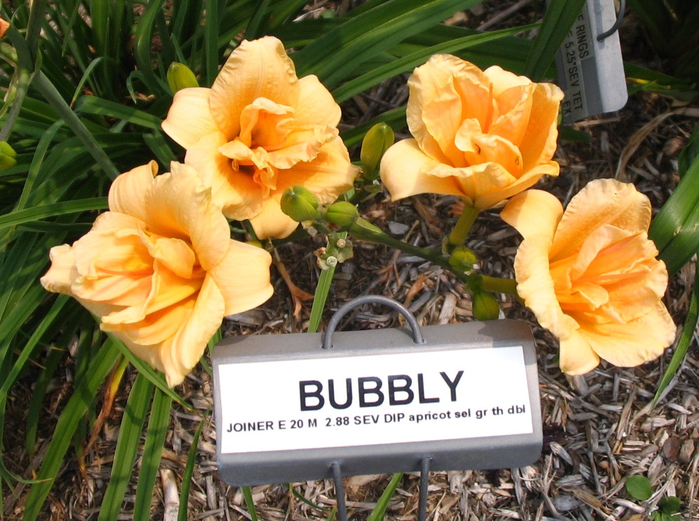 BUBBLY