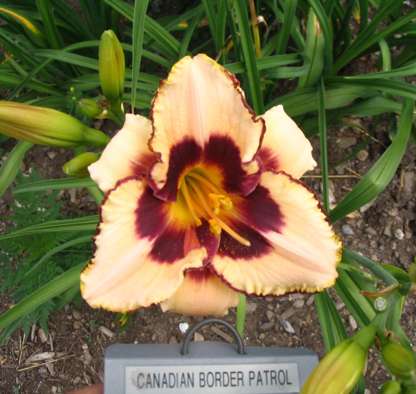 CANADIAN BORDER PATROL
