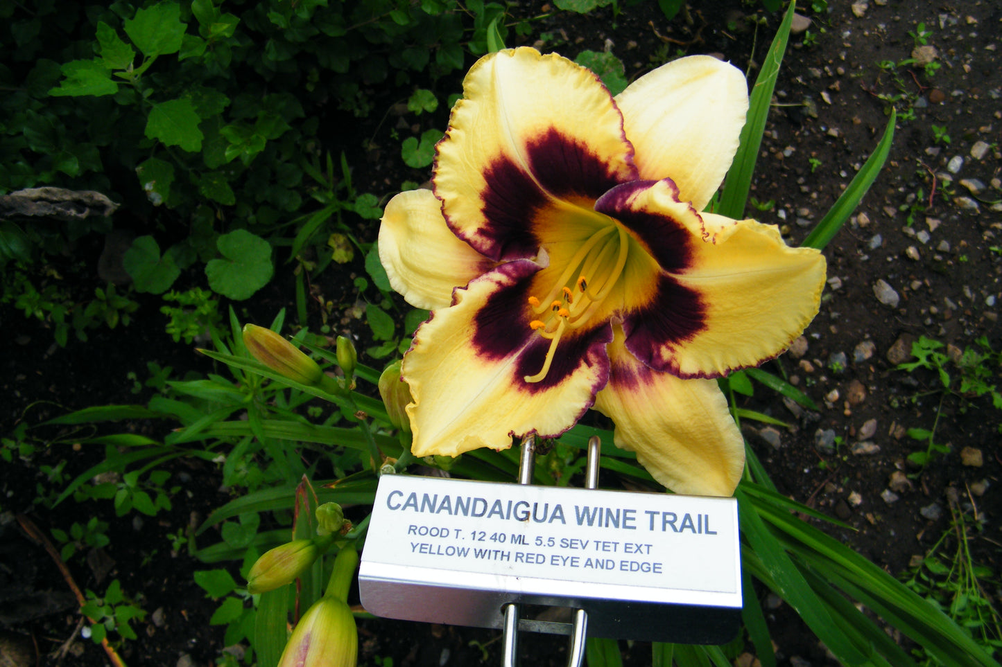 CANANDAIGUA WINE TRAIL