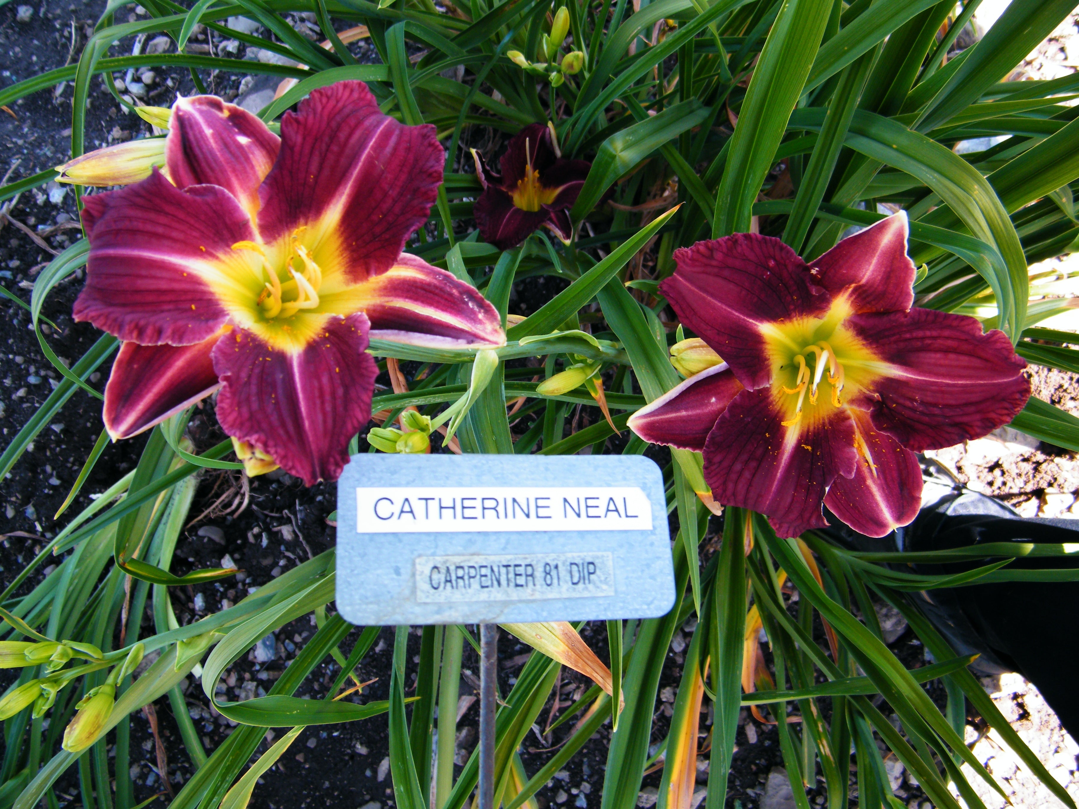 Catherine Neal Qb Daylily Gardens