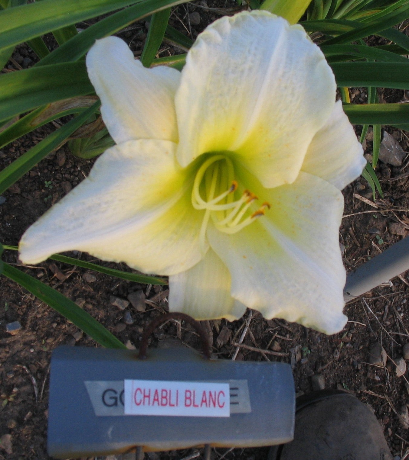 CHABLIS BLANC