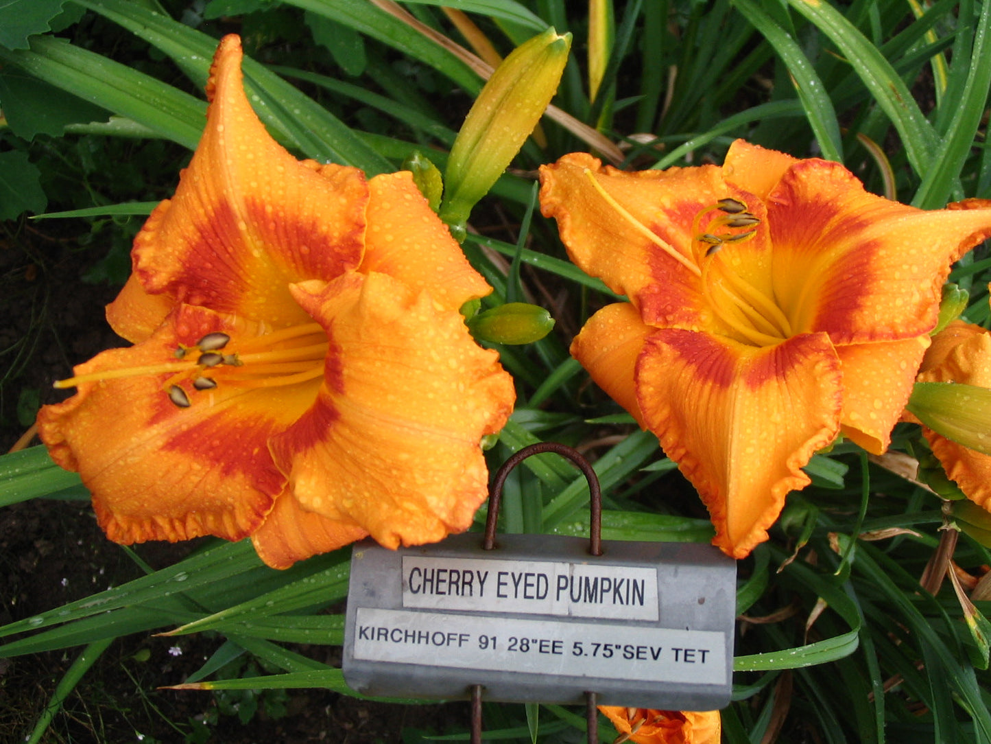CHERRY EYED PUMPKIN