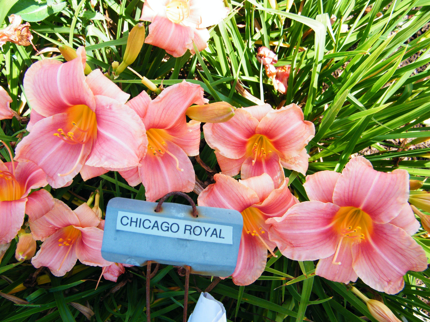 CHICAGO ROYAL