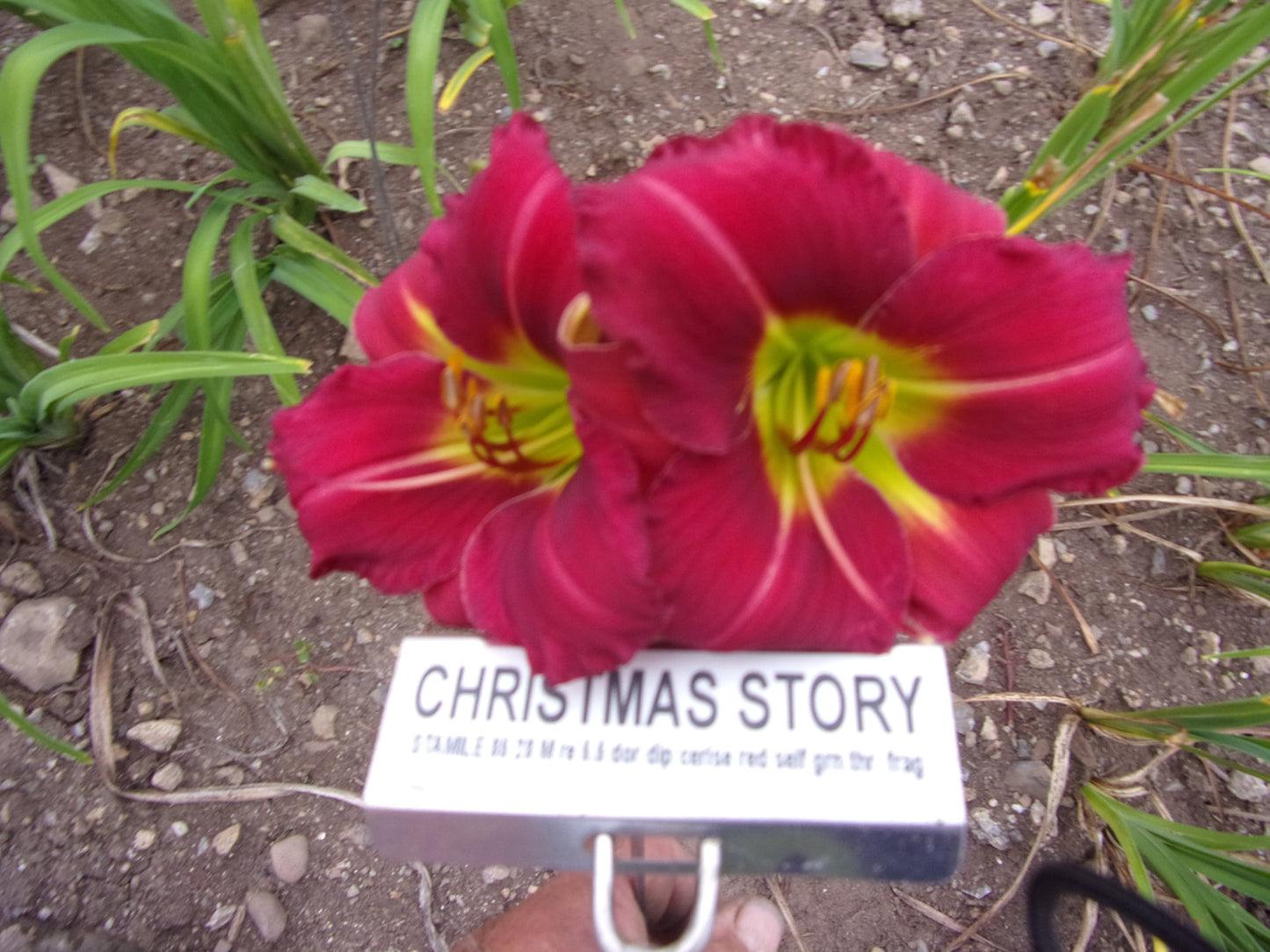 CHRISTMAS STORY