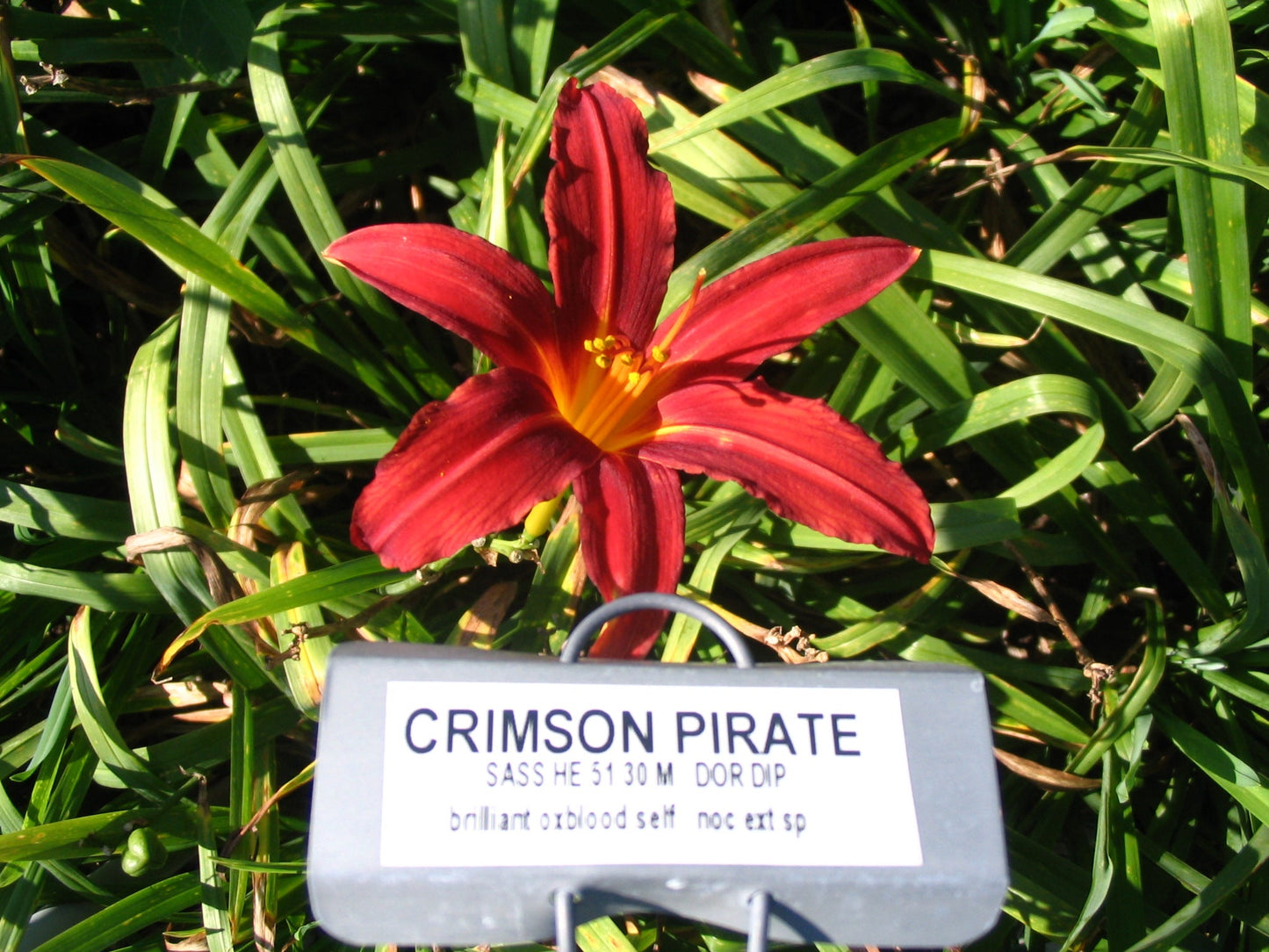 CRIMSON PIRATE
