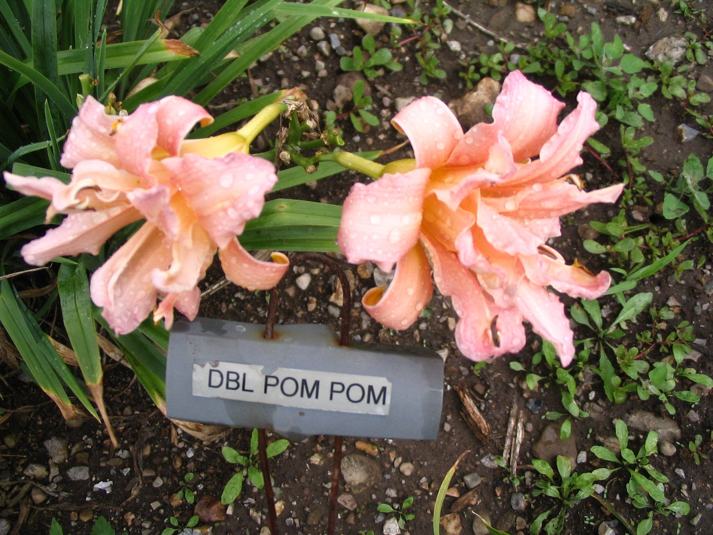 DOUBLE POMPON