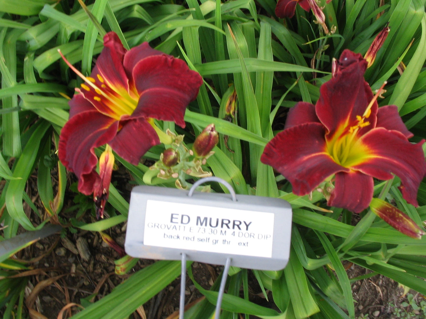 ED MURRAY