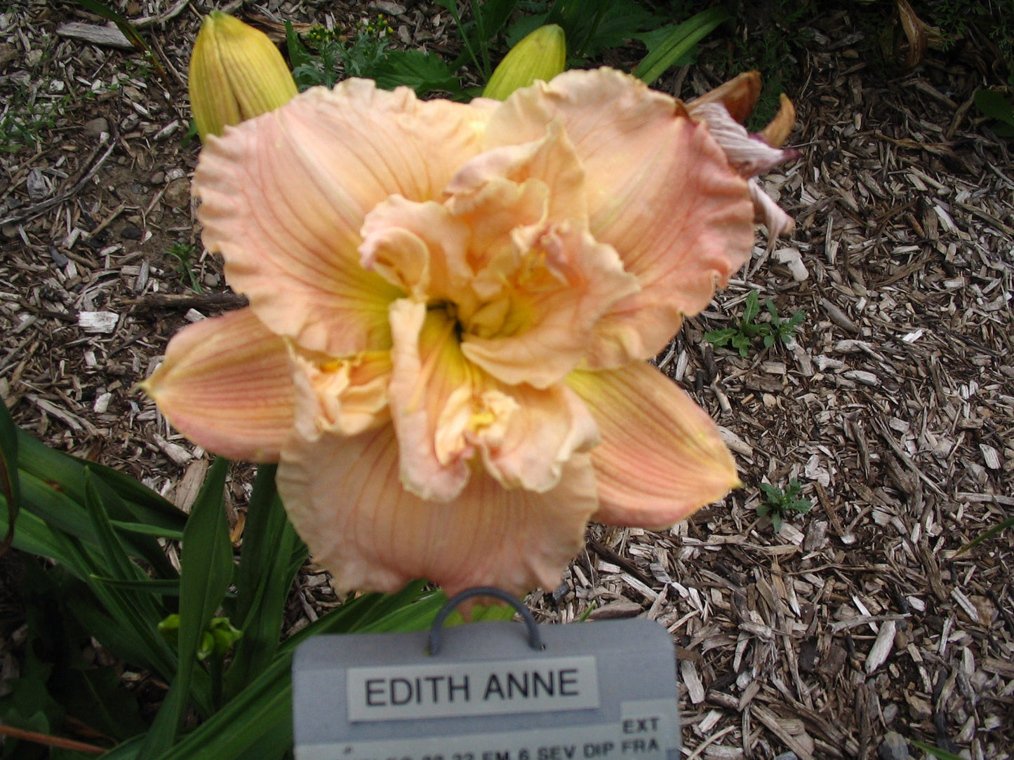 EDITH ANNE