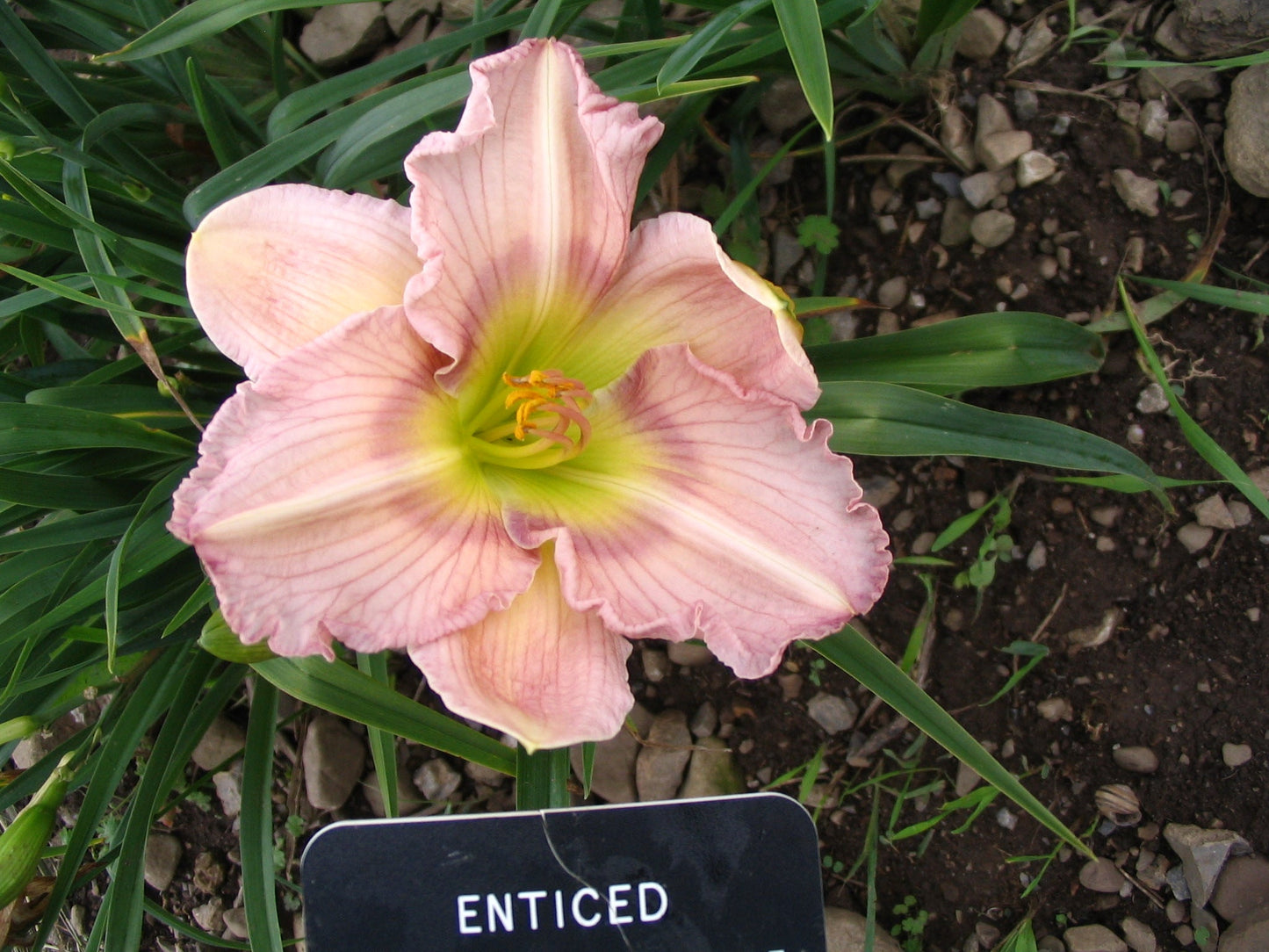 ENTICED
