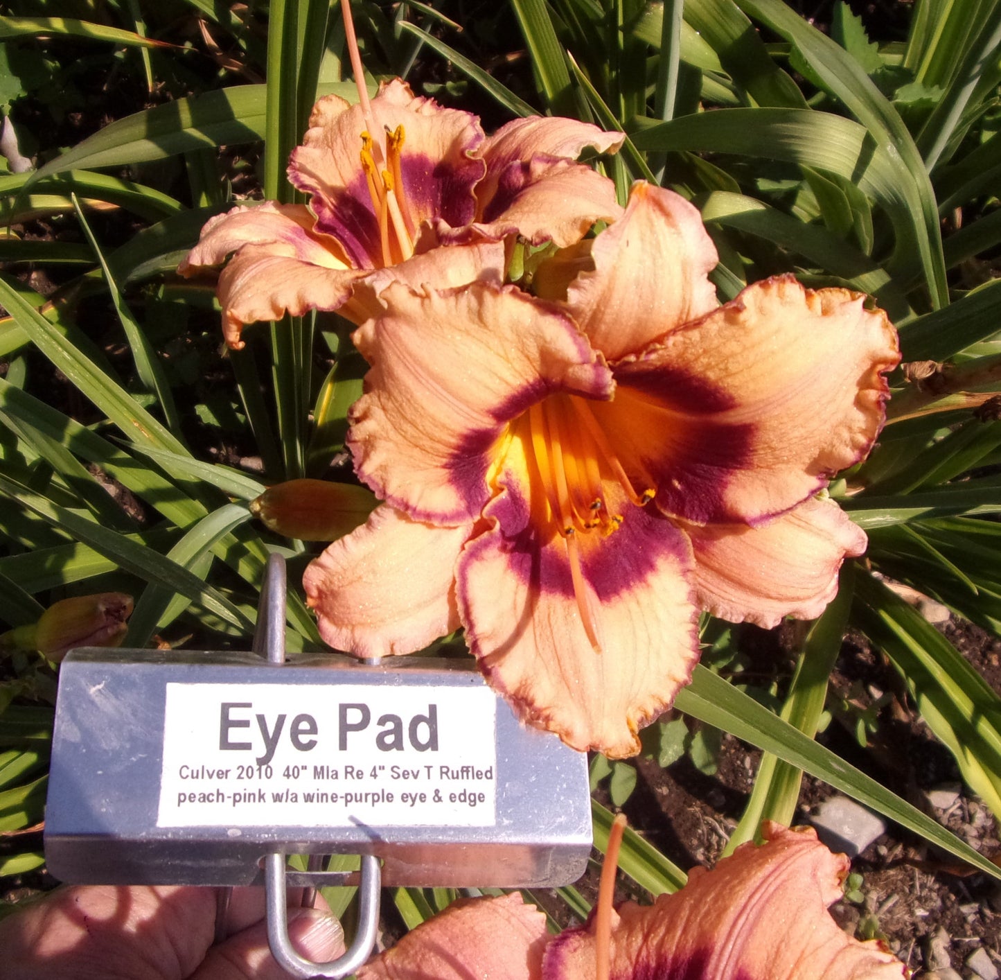 EYE PAD
