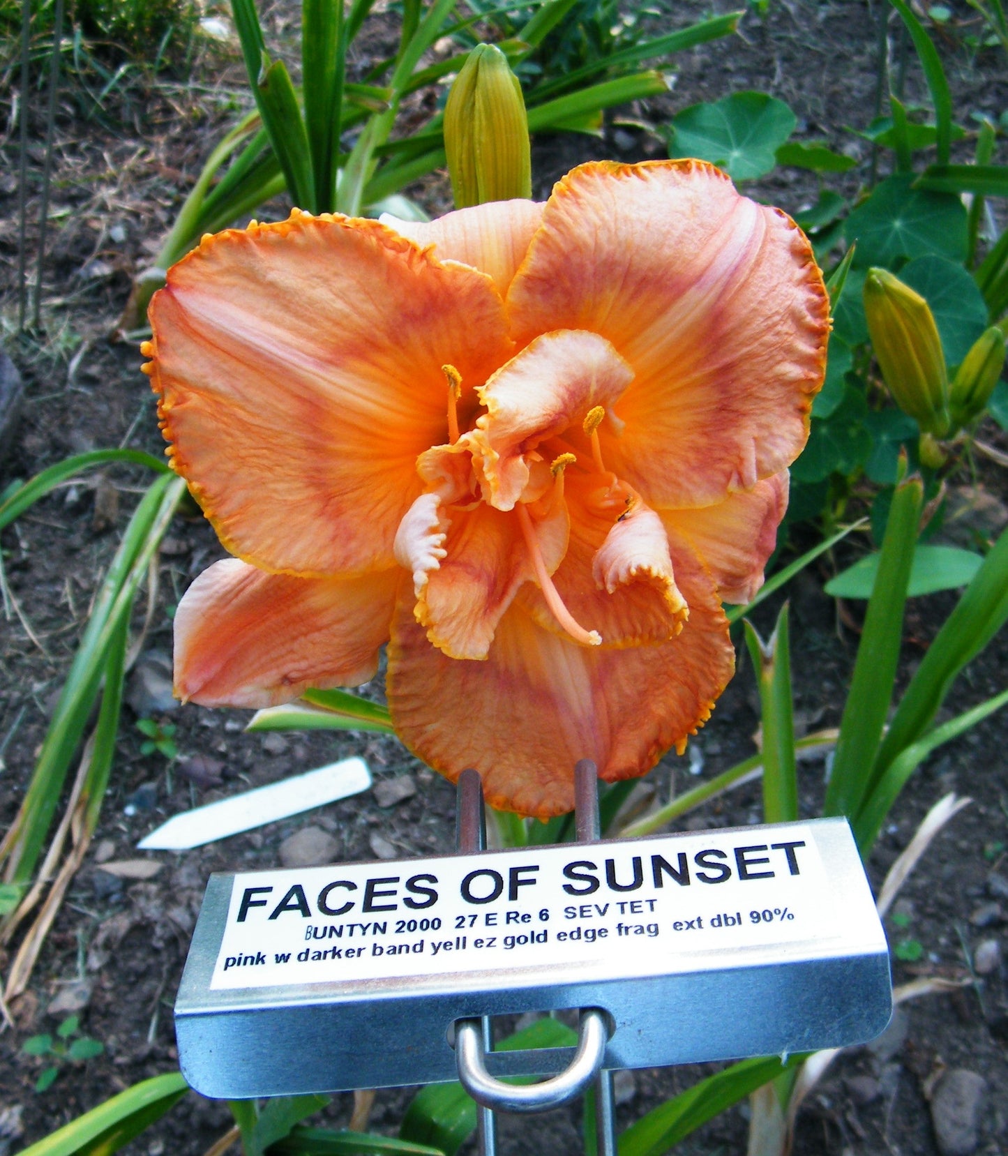 FACES OF SUNSET