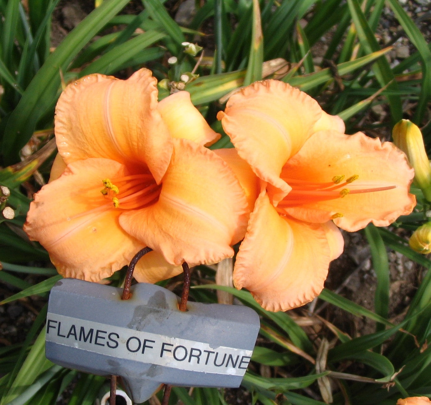 FLAMES OF FORTUNE