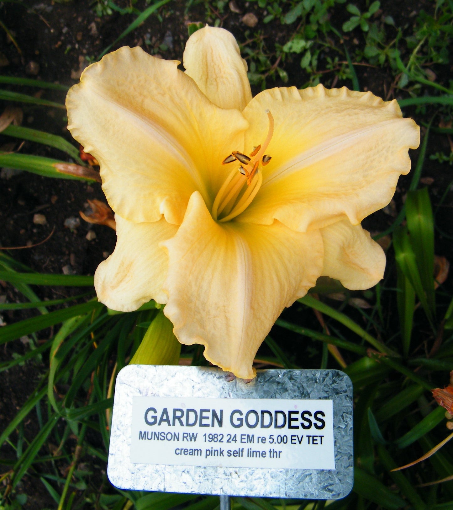 GARDEN GODDESS