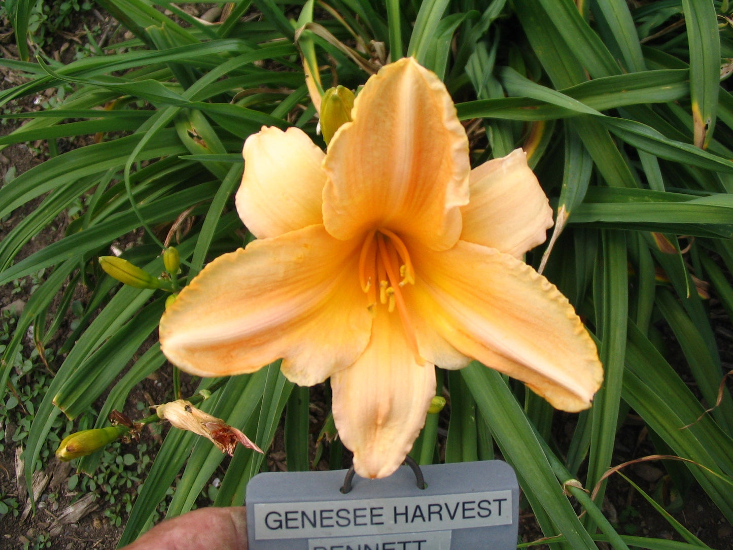 GENESEE HARVEST