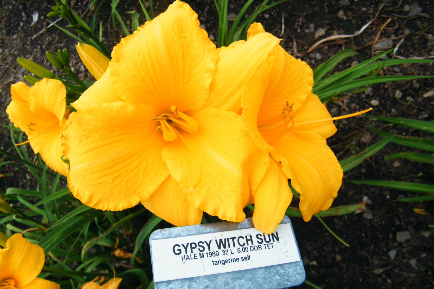 GYPSY WITCH SUN