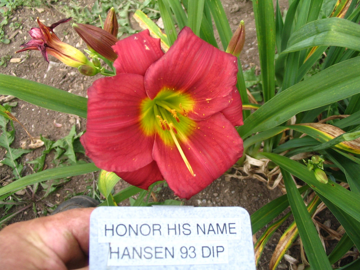 HONOR HIS NAME