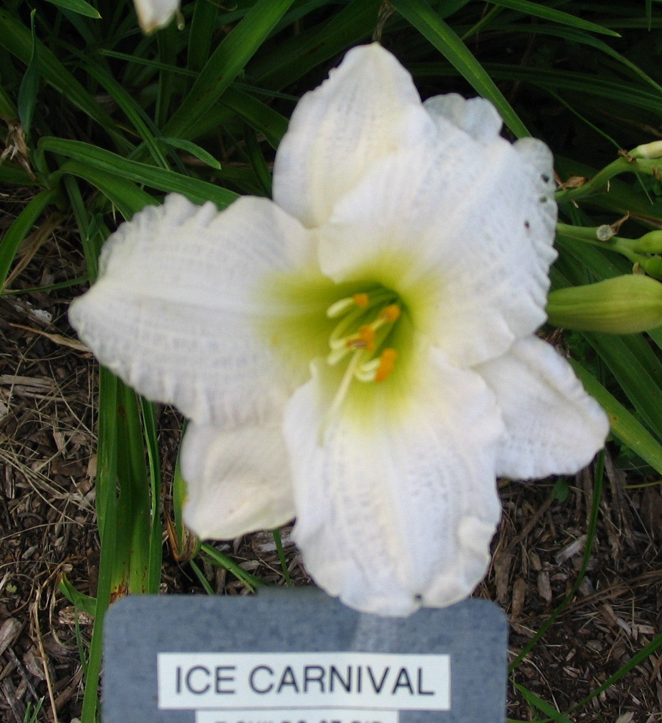 ICE CARNIVAL