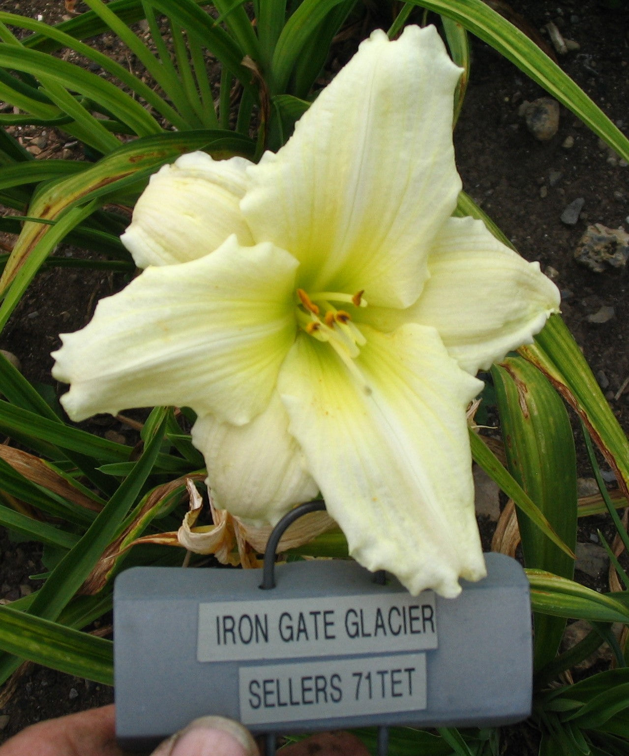 IRON GATE GLACIER