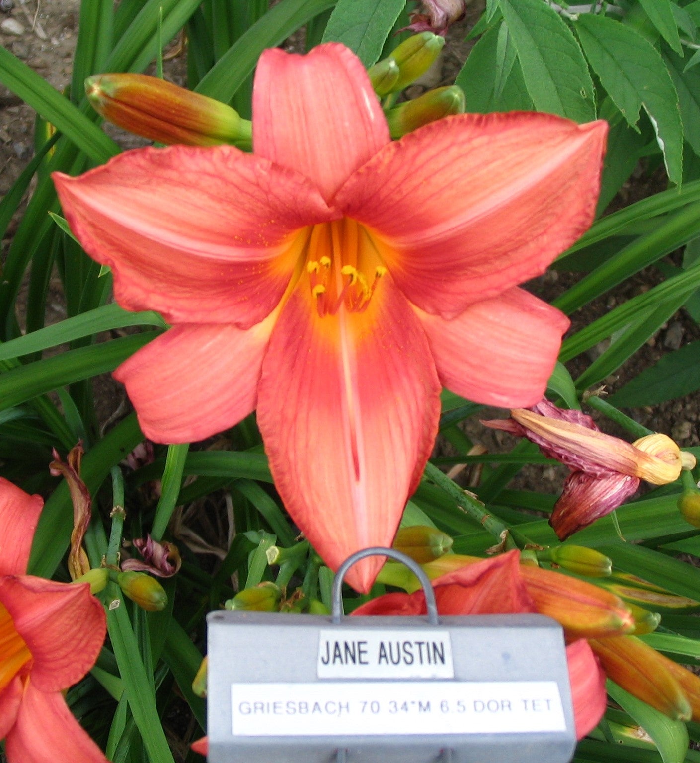 JANE AUSTIN