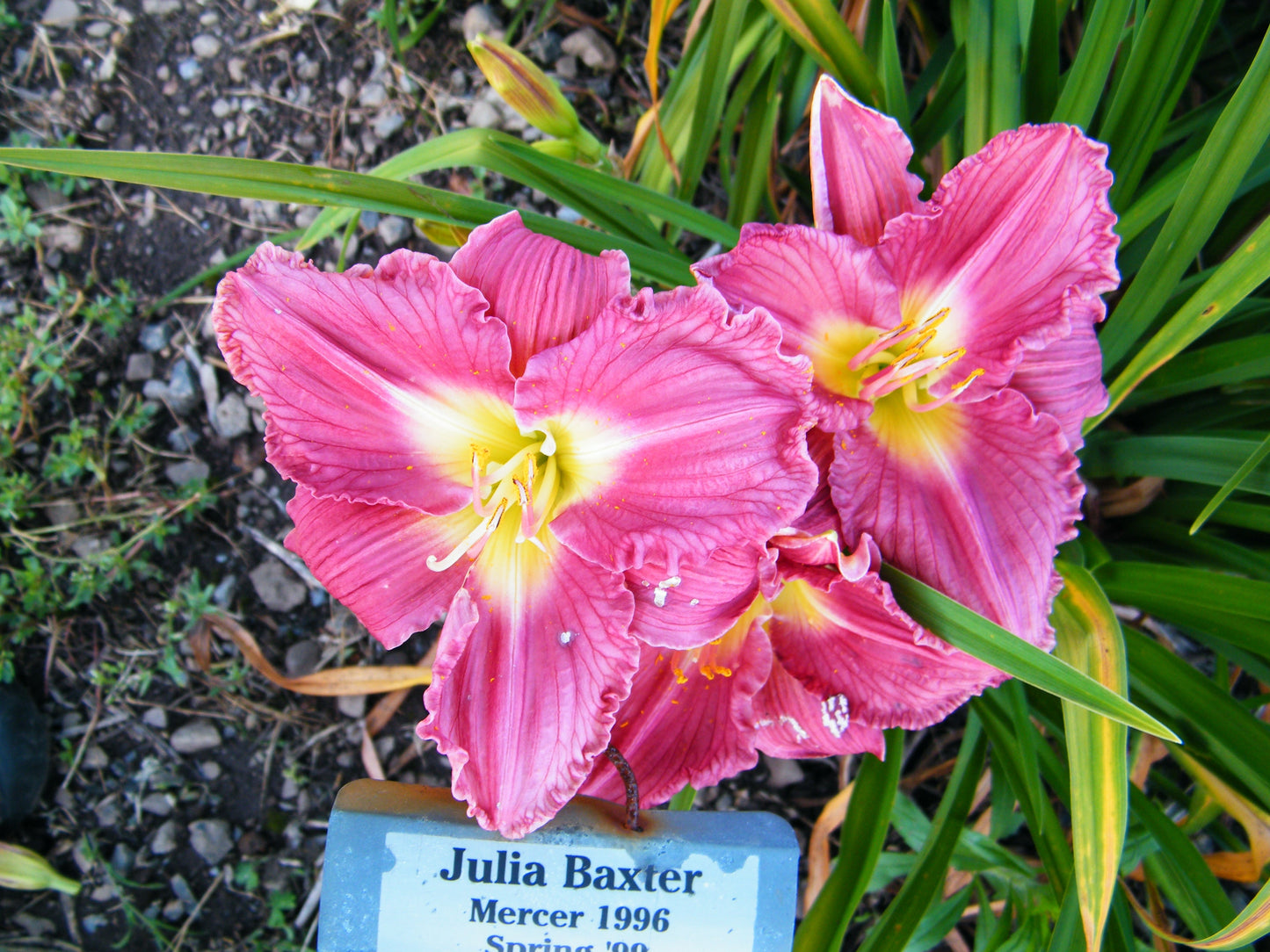 JULIA BAXTER SEEDLING