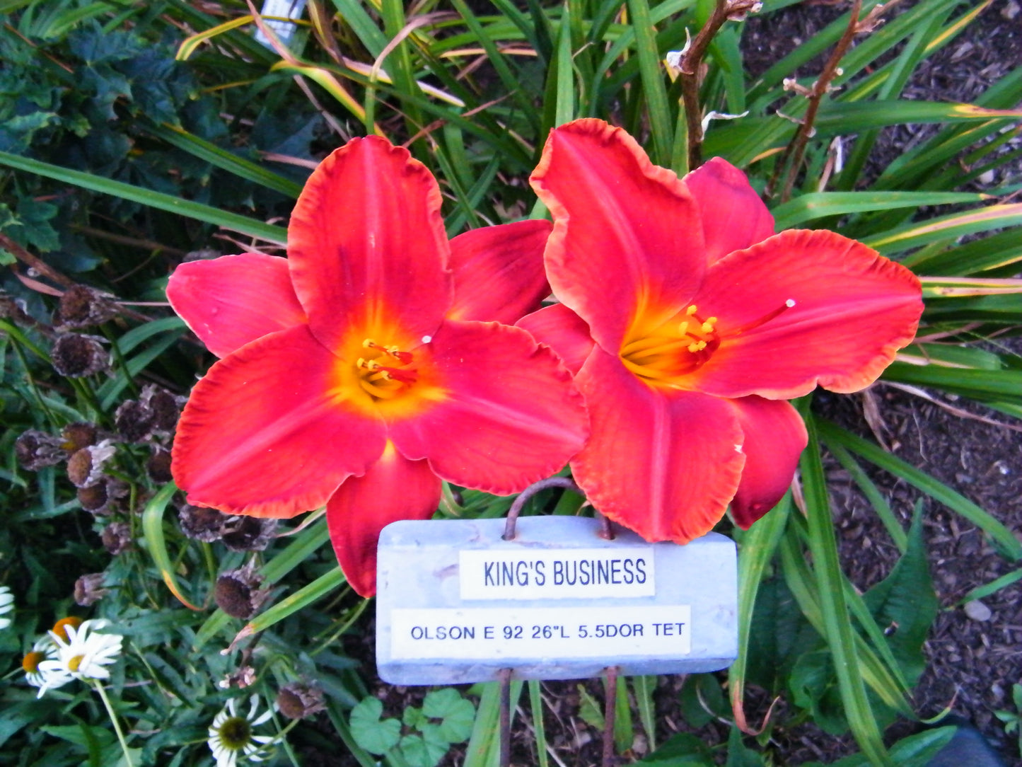 KING'S BUSINESS