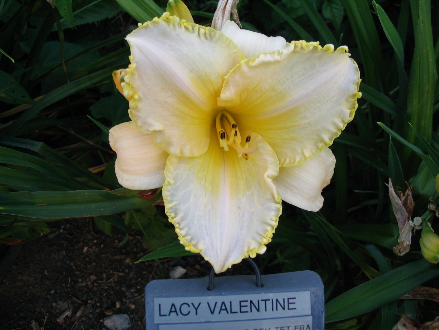 LACY VALENTINE