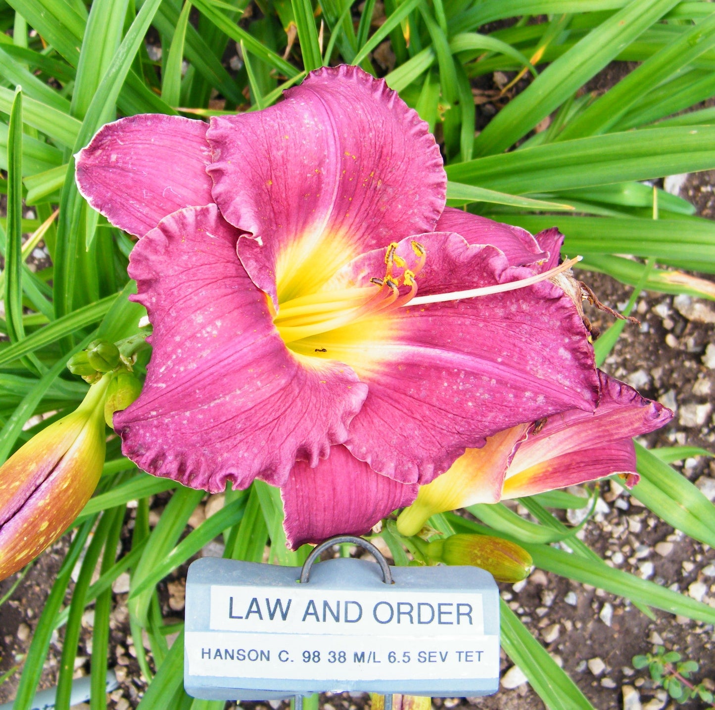 LAW AND ORDER