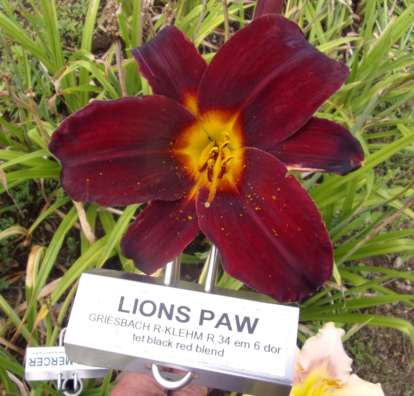 LIONS PAW