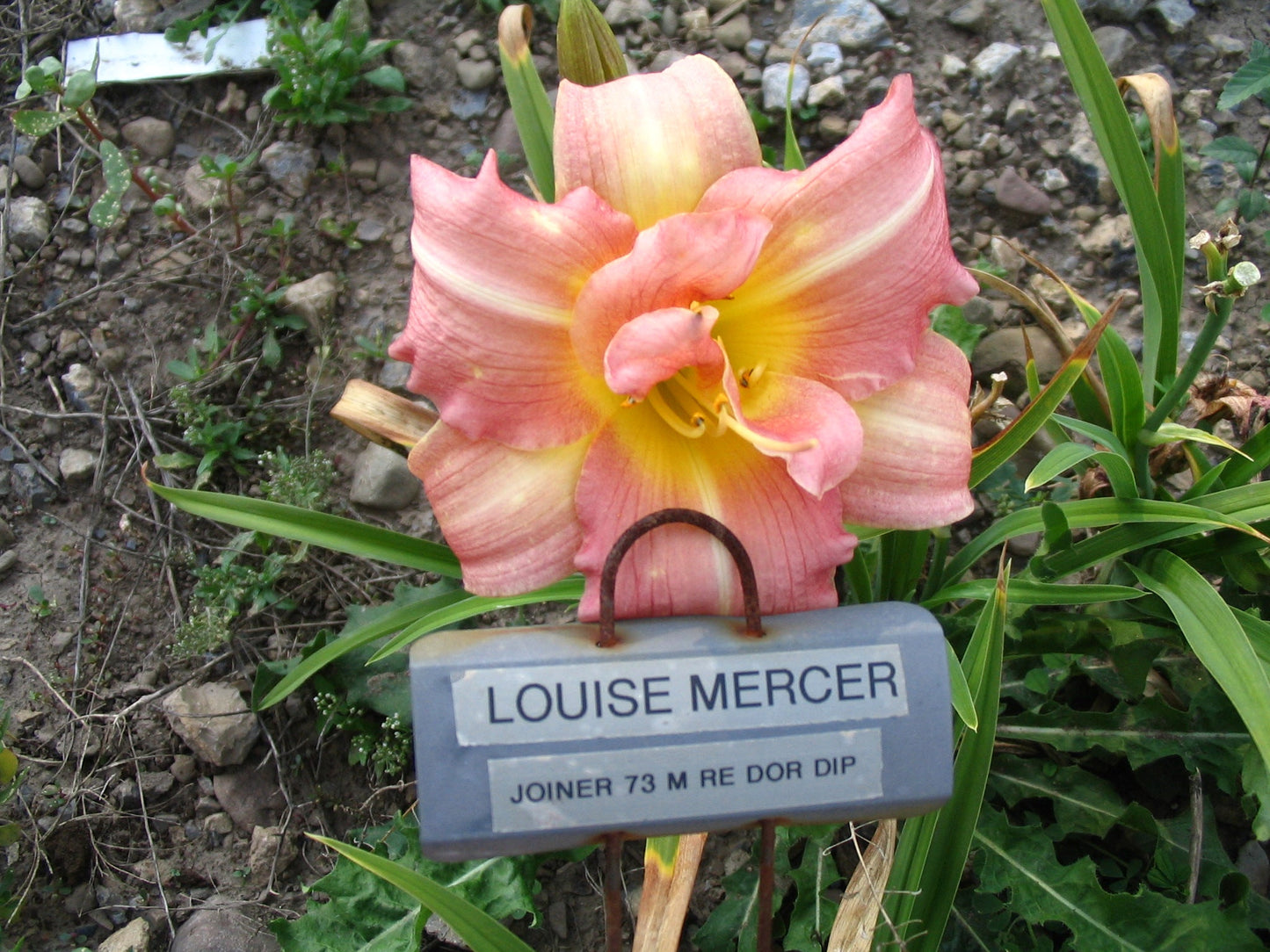 LOUISE MERCER