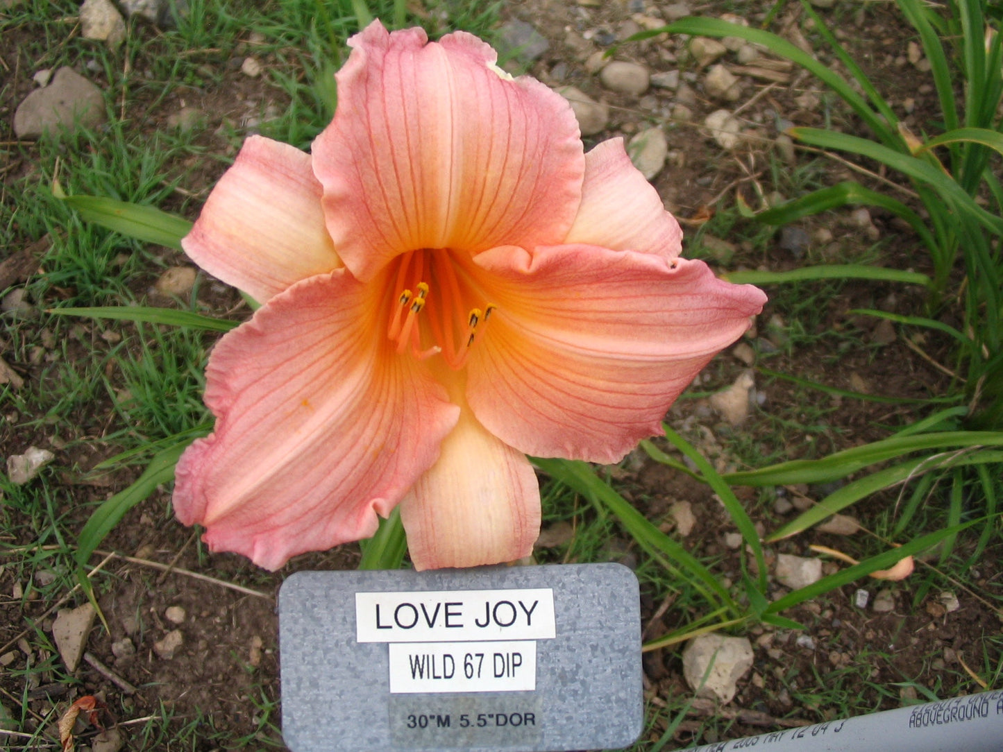LOVE JOY