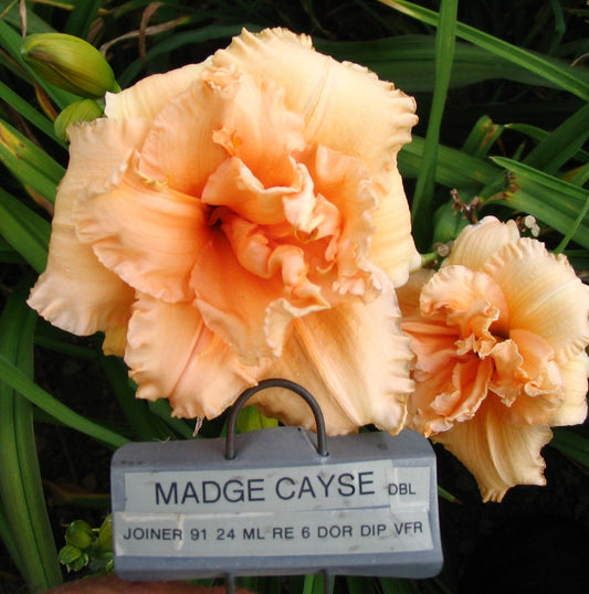 MADGE CAYSE