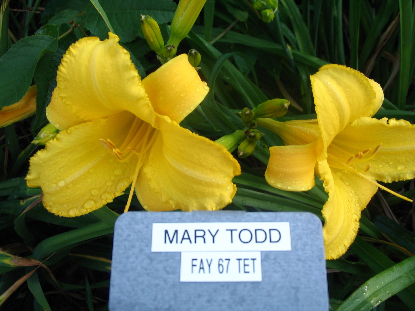MARY TODD