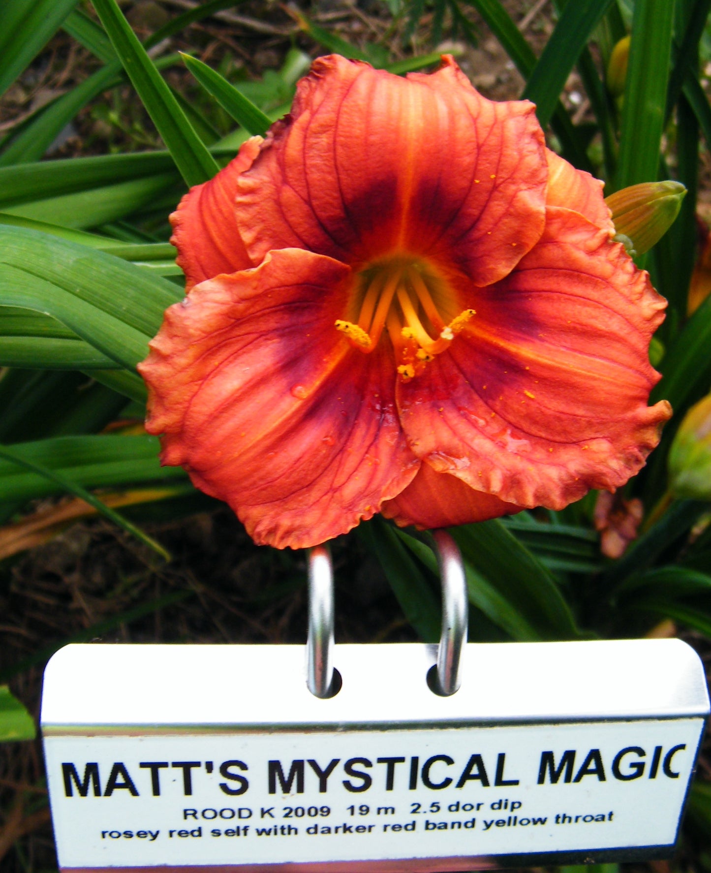 MATT'S MYSTICAL MAGIC