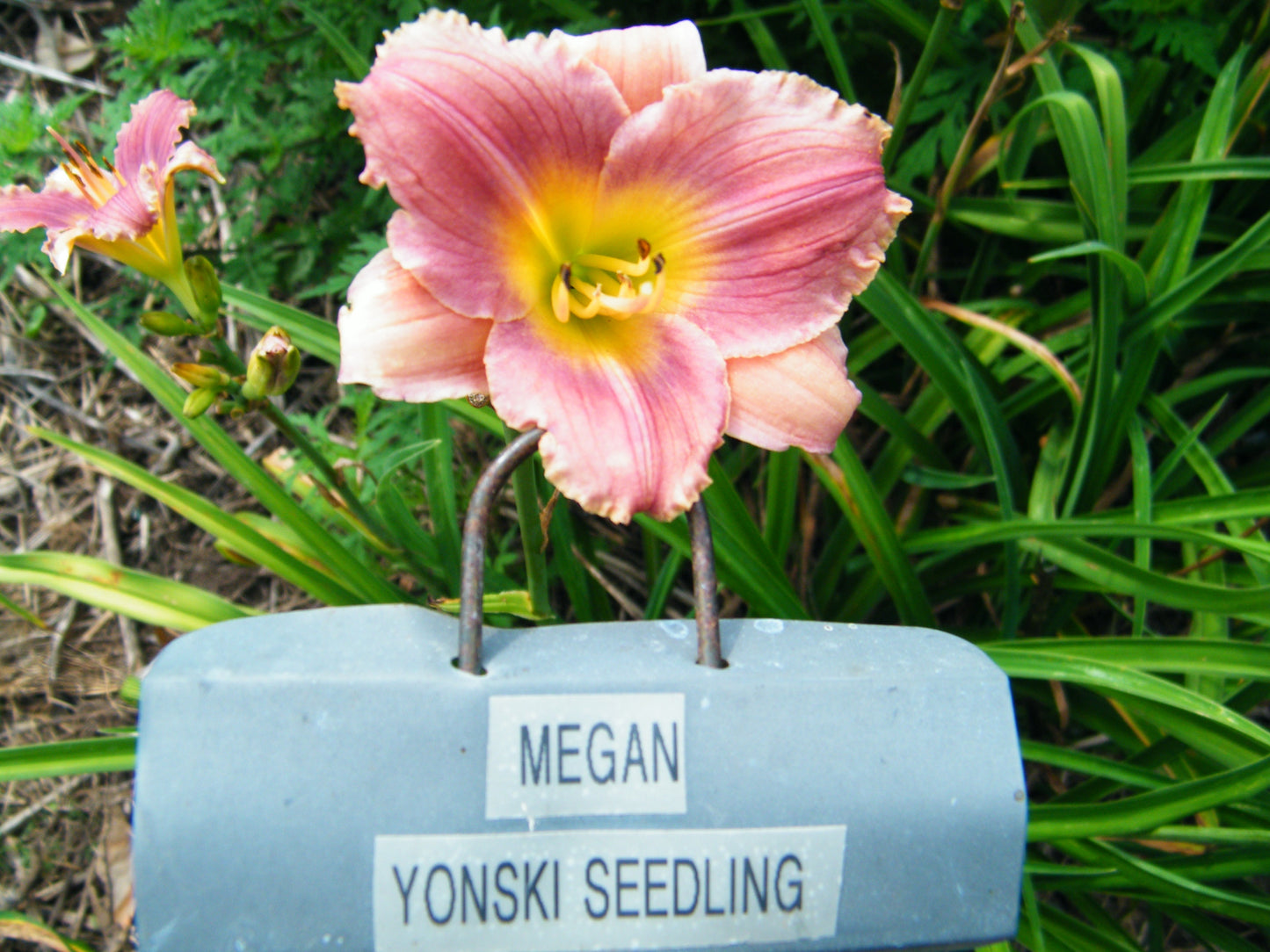 MEGAN