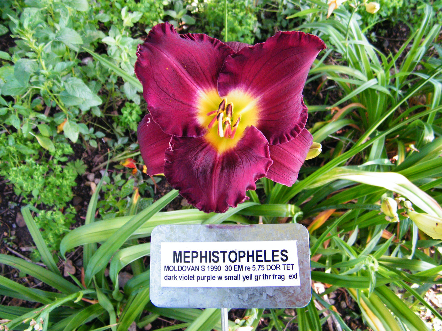 MEPHISTOPHELES